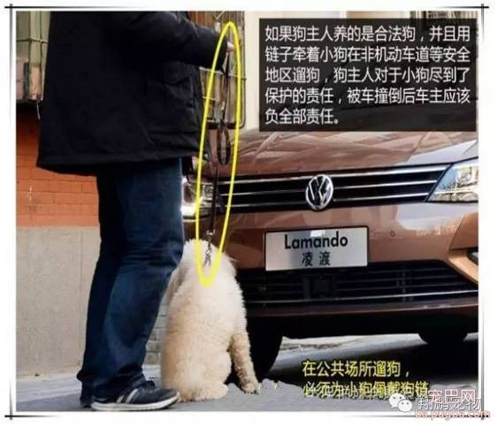 狗狗发生车祸怎么办？-6.jpeg