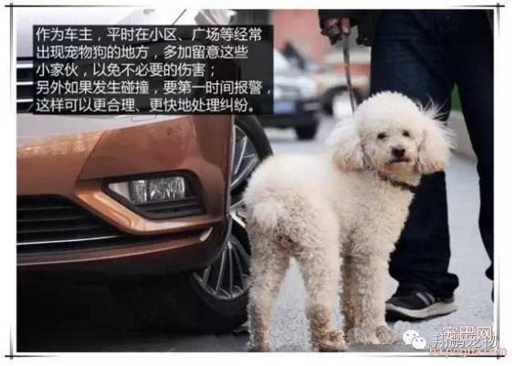 狗狗发生车祸怎么办？-11.jpeg