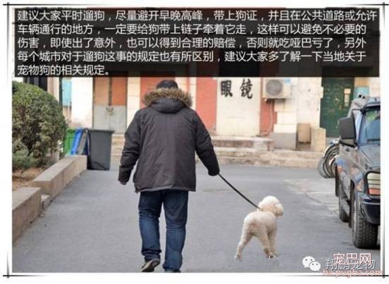 狗狗发生车祸怎么办？-10.jpeg
