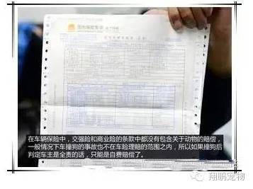 狗狗发生车祸怎么办？-9.jpeg