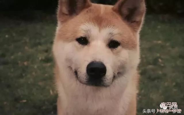 什么狗最护主人，会拿命保护主人？-2.jpeg