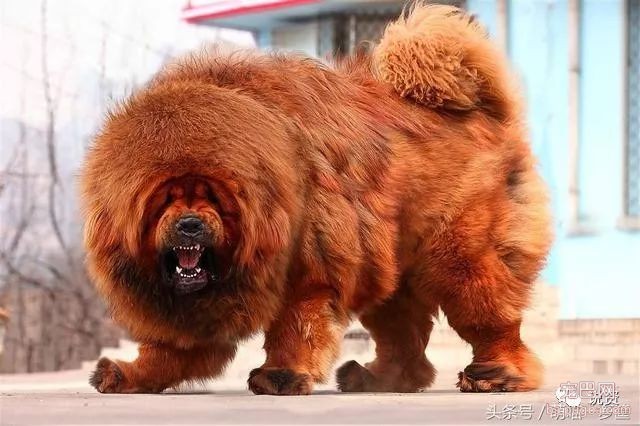 什么狗最护主人，会拿命保护主人？-4.jpeg