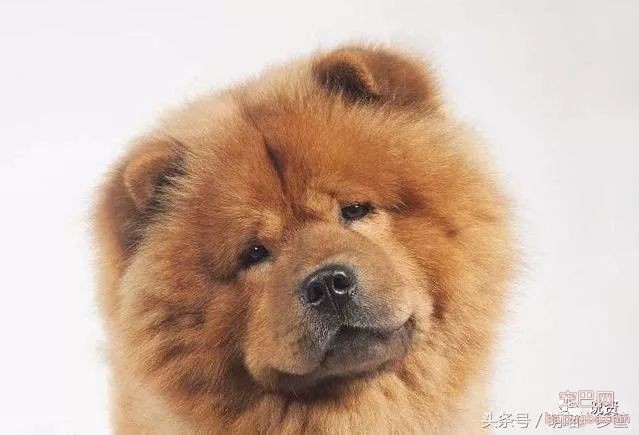 什么狗最护主人，会拿命保护主人？-3.jpeg