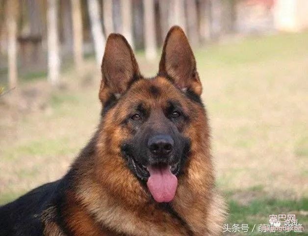 什么狗最护主人，会拿命保护主人？-7.jpeg