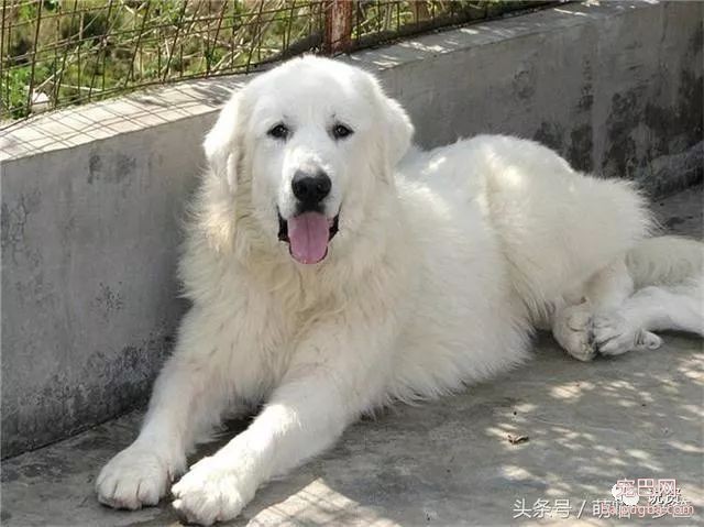 什么狗最护主人，会拿命保护主人？-9.jpeg