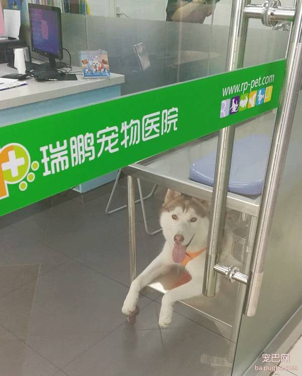我们跑了上海7家权威的宠物医院，得出的结论是……-9.jpeg
