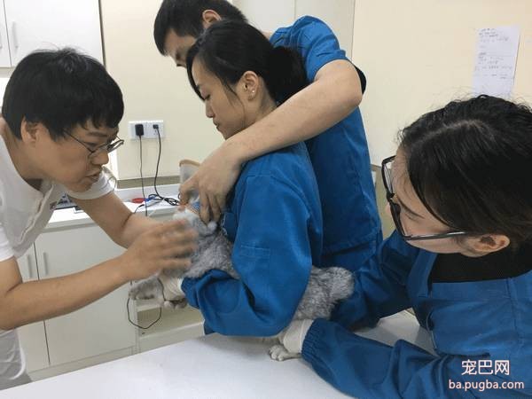 我们跑了上海7家权威的宠物医院，得出的结论是……-22.jpeg