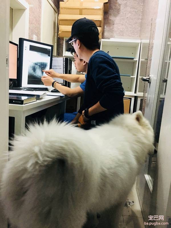 我们跑了上海7家权威的宠物医院，得出的结论是……-33.jpeg