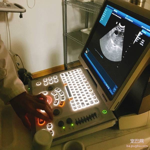 我们跑了上海7家权威的宠物医院，得出的结论是……-43.jpeg