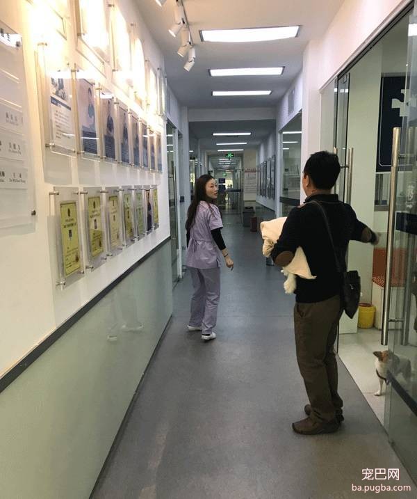 我们跑了上海7家权威的宠物医院，得出的结论是……-52.jpeg