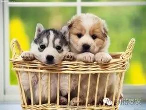 【宠物知识】幼犬的养护知识-1.jpeg