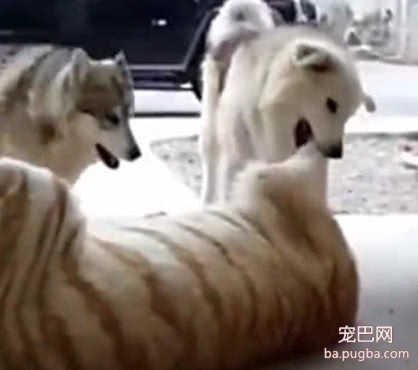 家里来了一个新成员，两只二哈立刻就不干了，下个举动吓坏主人-1.jpeg