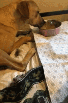 受虐汪拒绝再面对人类，它缩进角落，连尾巴都不敢露出来...-7.gif