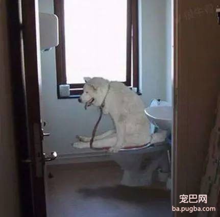 注意好这几点，上班族养狗不成问题~~-1.jpeg