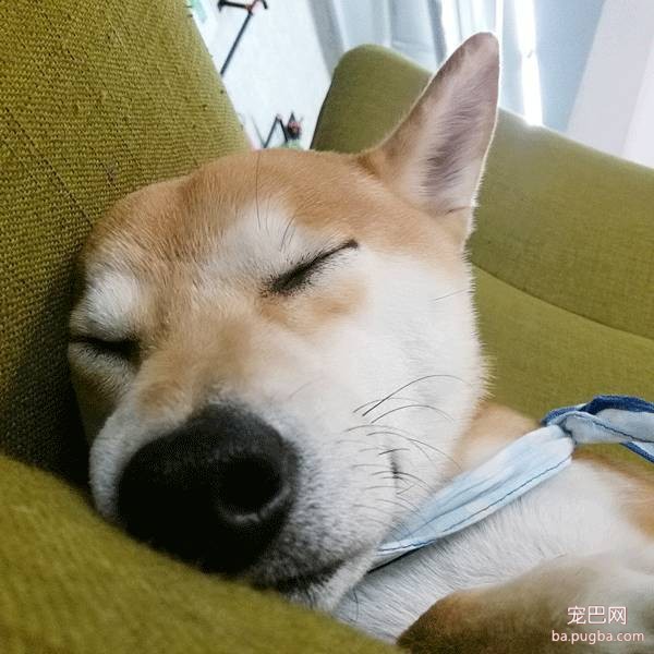 这个狗床能睡一年四季，脏了还不用洗-2.jpeg