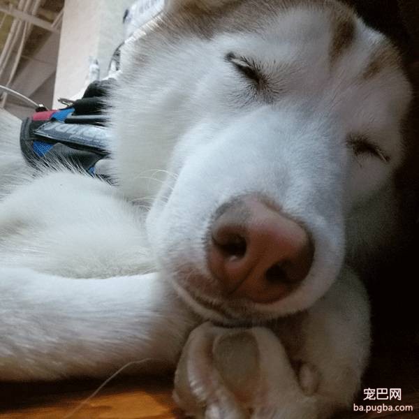 这个狗床能睡一年四季，脏了还不用洗-1.jpeg