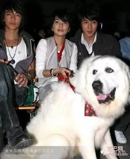 若要结婚 就嫁一个养狗的男人！-4.jpeg