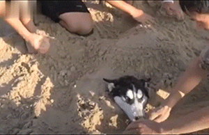 主人把狗狗骗去海滩，然后一言不合就埋了……-7.gif