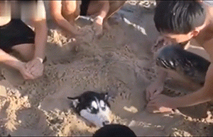 主人把狗狗骗去海滩，然后一言不合就埋了……-8.gif