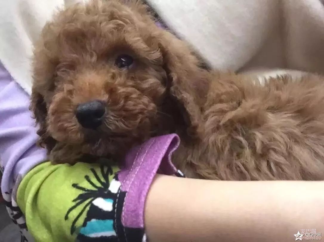 最爱你的不是你自己，是你的狗-3.jpeg