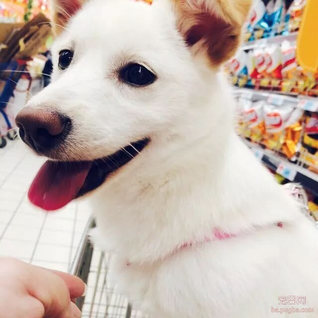 最爱你的不是你自己，是你的狗-12.jpeg