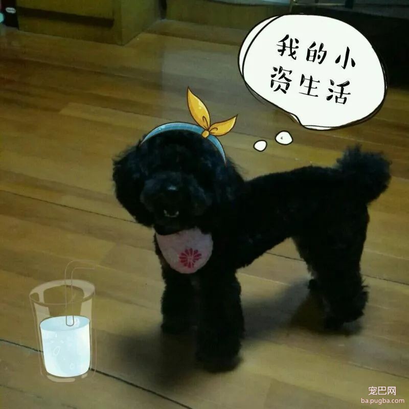 最爱你的不是你自己，是你的狗-10.jpeg