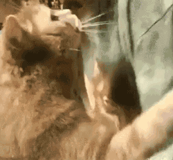 你家猫对你做过什么有爱的举动？-18.gif
