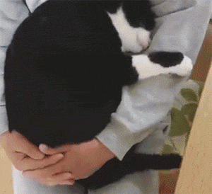 你家猫对你做过什么有爱的举动？-19.gif