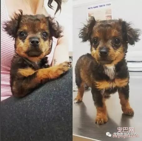 小狗狗站不起来被主人遗弃医院要安乐死，而医生查出真实原因，变得超可爱~-1.jpeg