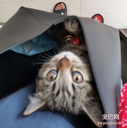 买了只英短猫回家，总觉得哪里怪怪的，真相让网友瞬间暴怒-3.jpeg