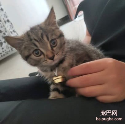 买了只英短猫回家，总觉得哪里怪怪的，真相让网友瞬间暴怒-1.jpeg