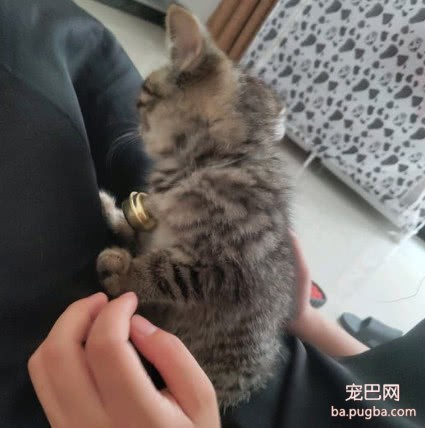 买了只英短猫回家，总觉得哪里怪怪的，真相让网友瞬间暴怒-4.jpeg