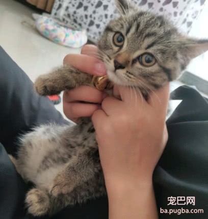 买了只英短猫回家，总觉得哪里怪怪的，真相让网友瞬间暴怒-5.jpeg