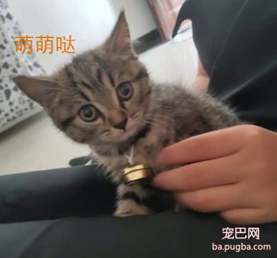 买了只英短猫回家，总觉得哪里怪怪的，真相让网友瞬间暴怒-6.jpeg