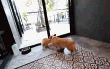 养了12只柯基后，这个铲屎官决定...-2.gif