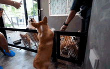 养了12只柯基后，这个铲屎官决定...-16.gif