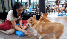 养了12只柯基后，这个铲屎官决定...-21.gif