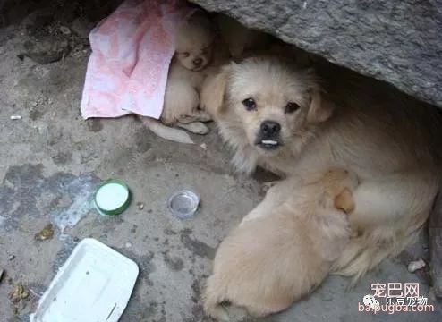 流浪狗妈妈带着孩子在一块破石板下安家，母爱终于打动了好心人！-1.jpeg
