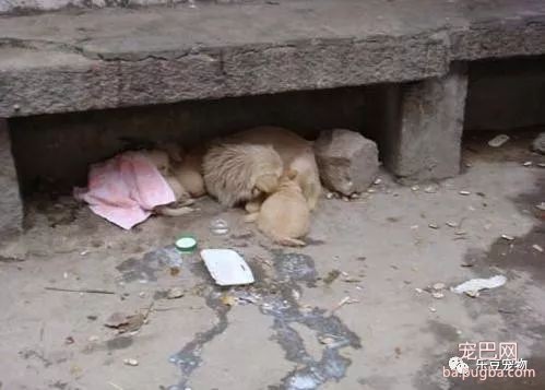 流浪狗妈妈带着孩子在一块破石板下安家，母爱终于打动了好心人！-2.jpeg