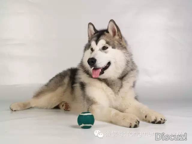 狗狗剃毛知多少！狗狗掉毛怎么办？-7.jpeg