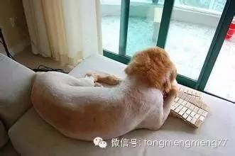狗狗剃毛知多少！狗狗掉毛怎么办？-3.jpeg