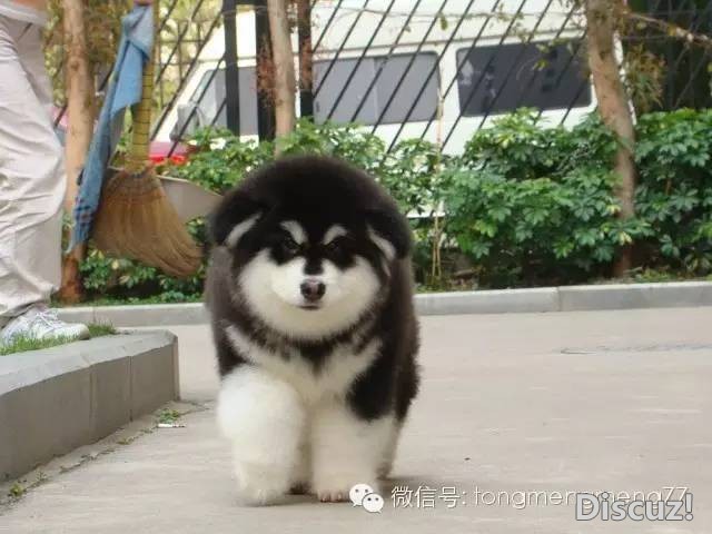 狗狗剃毛知多少！狗狗掉毛怎么办？-9.jpeg