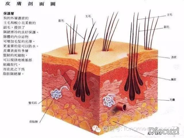 狗狗剃毛知多少！狗狗掉毛怎么办？-6.jpeg
