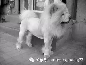 狗狗剃毛知多少！狗狗掉毛怎么办？-11.jpeg