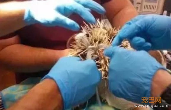 淘气斗牛犬跟豪猪斗争，结果被扎成了仙人球，主人看了不敢直视-4.jpeg