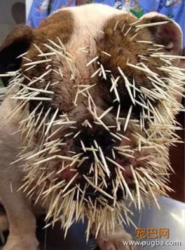 淘气斗牛犬跟豪猪斗争，结果被扎成了仙人球，主人看了不敢直视-2.jpeg