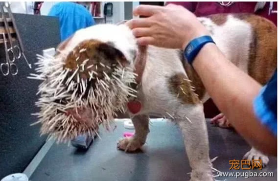 淘气斗牛犬跟豪猪斗争，结果被扎成了仙人球，主人看了不敢直视-3.jpeg