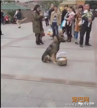 狗狗和主人走散，坚守原地三小时终于等到主人，太聪明了！-1.jpeg