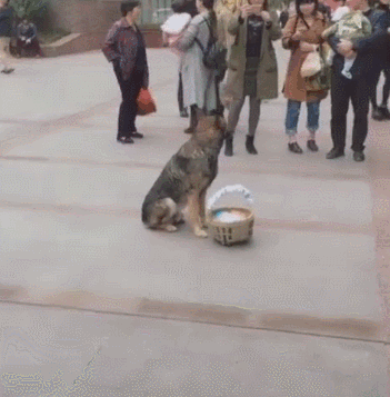 狗狗和主人走散，坚守原地三小时终于等到主人，太聪明了！-5.gif