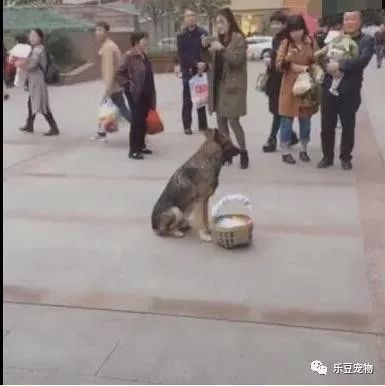 狗狗和主人走散，坚守原地三小时终于等到主人，太聪明了！-4.jpeg